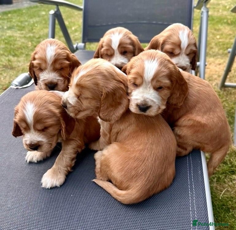 Cocker Spaniel dogs LAST FEW - KC REG Show cocker spaniels  - Advert 3
