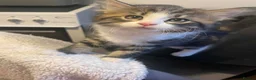 Mixed Breed cats for sale: Long and short haired tabby kittens  in Camborne - Advert 4