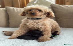 Cavapoo dogs for sale: F1 Toy cavapoos exstensively health tested - Image 2