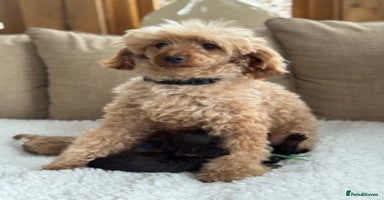 Cavapoo dogs - Advert 6