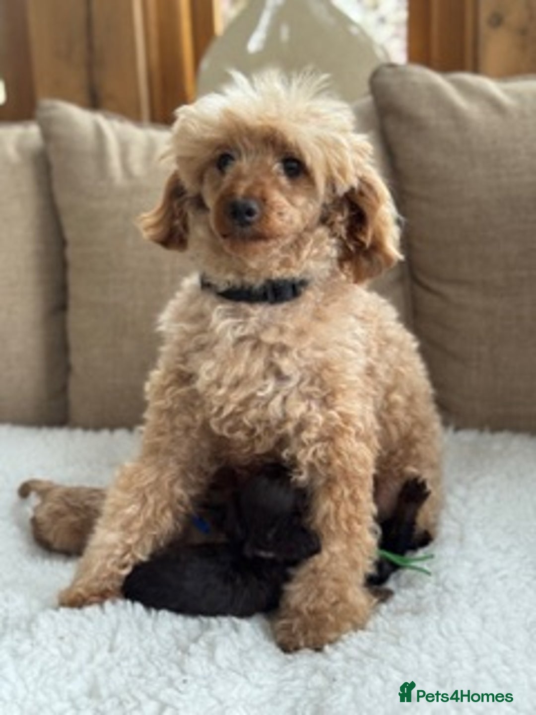 Cavapoo dogs for sale: F1 Toy cavapoos exstensively health tested - Image 2