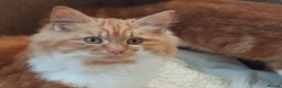 Mixed Breed cats for sale: GORGEOUS KITTENS INCL FEMALE ORANGE TABBY - Advert 4