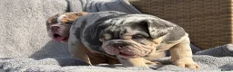English Bulldog dogs for sale: KC registered Quality English bulldog pups - Advert 6