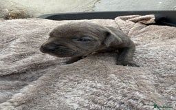 Cane Corso dogs for sale: Stunning blue cane corso litter - Image 6