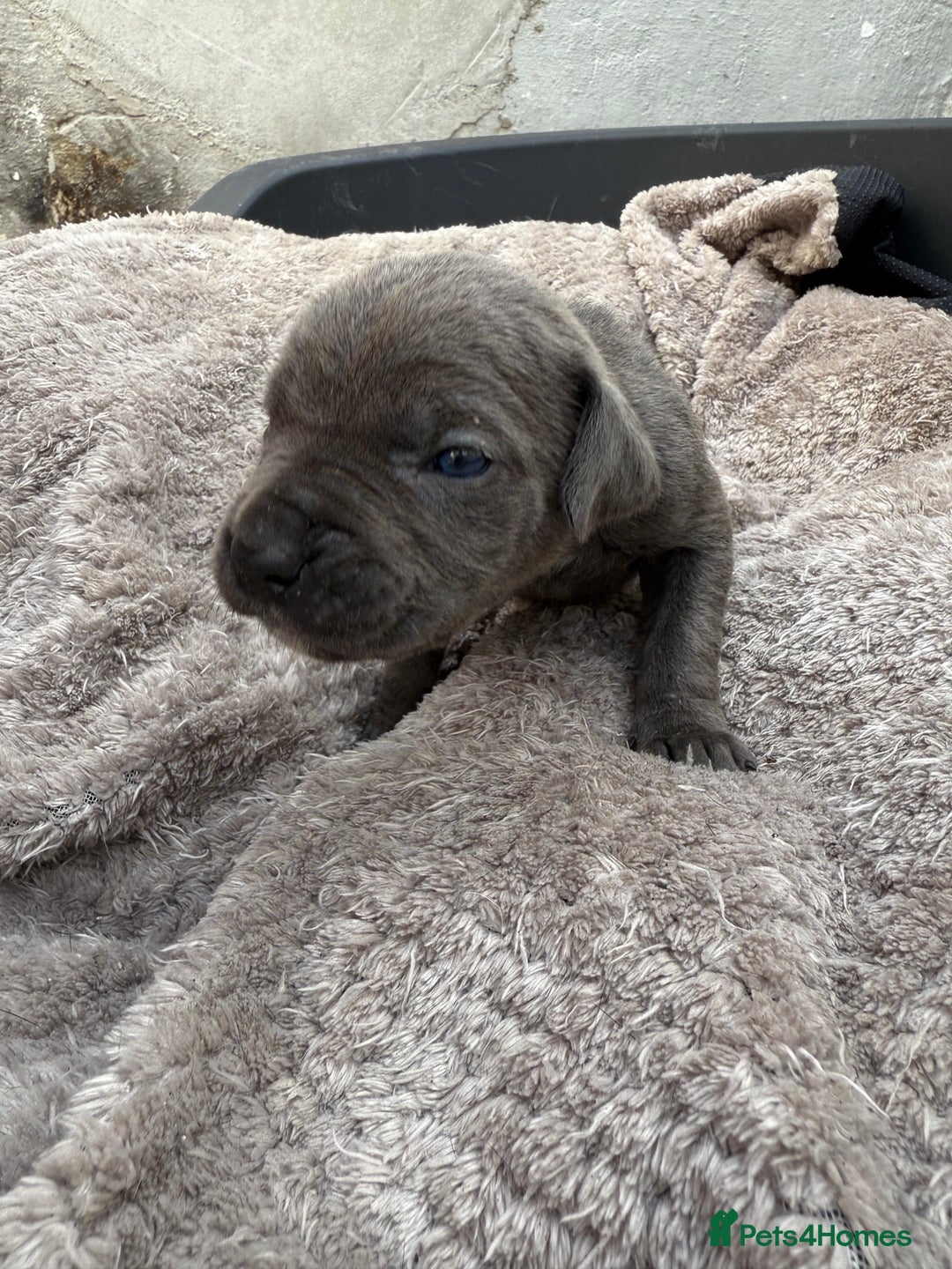 Cane Corso dogs for sale: Stunning blue cane corso litter - Image 6