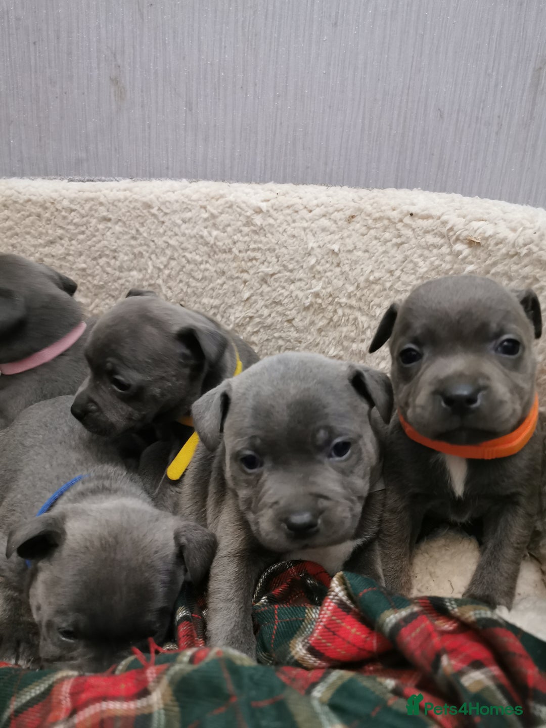 Staffordshire Bull Terrier dogs for sale: Staffordshire Bull Terrier puppies for sale  - Advert 4