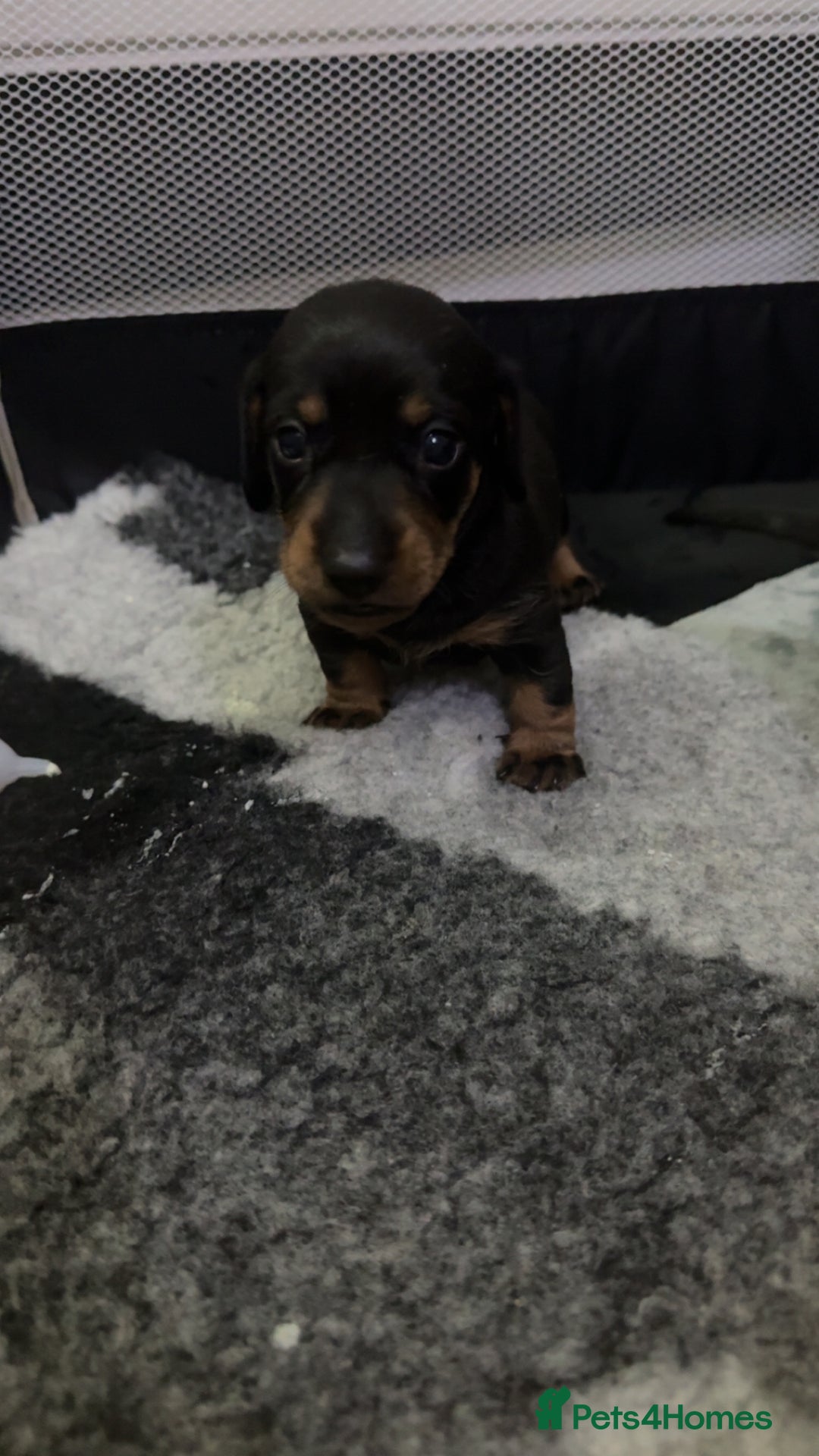 Dachshund dogs for sale: Dachshund forsale  - Advert 3