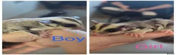 Sugar Glider rodents for sale: Brother and sister bonded pair sugar gliders  - Advert 1