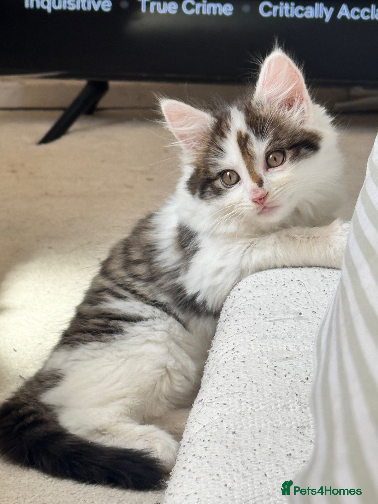 Mixed Breed cats 9 Week Old Kitten + Everything Included - Advert 8
