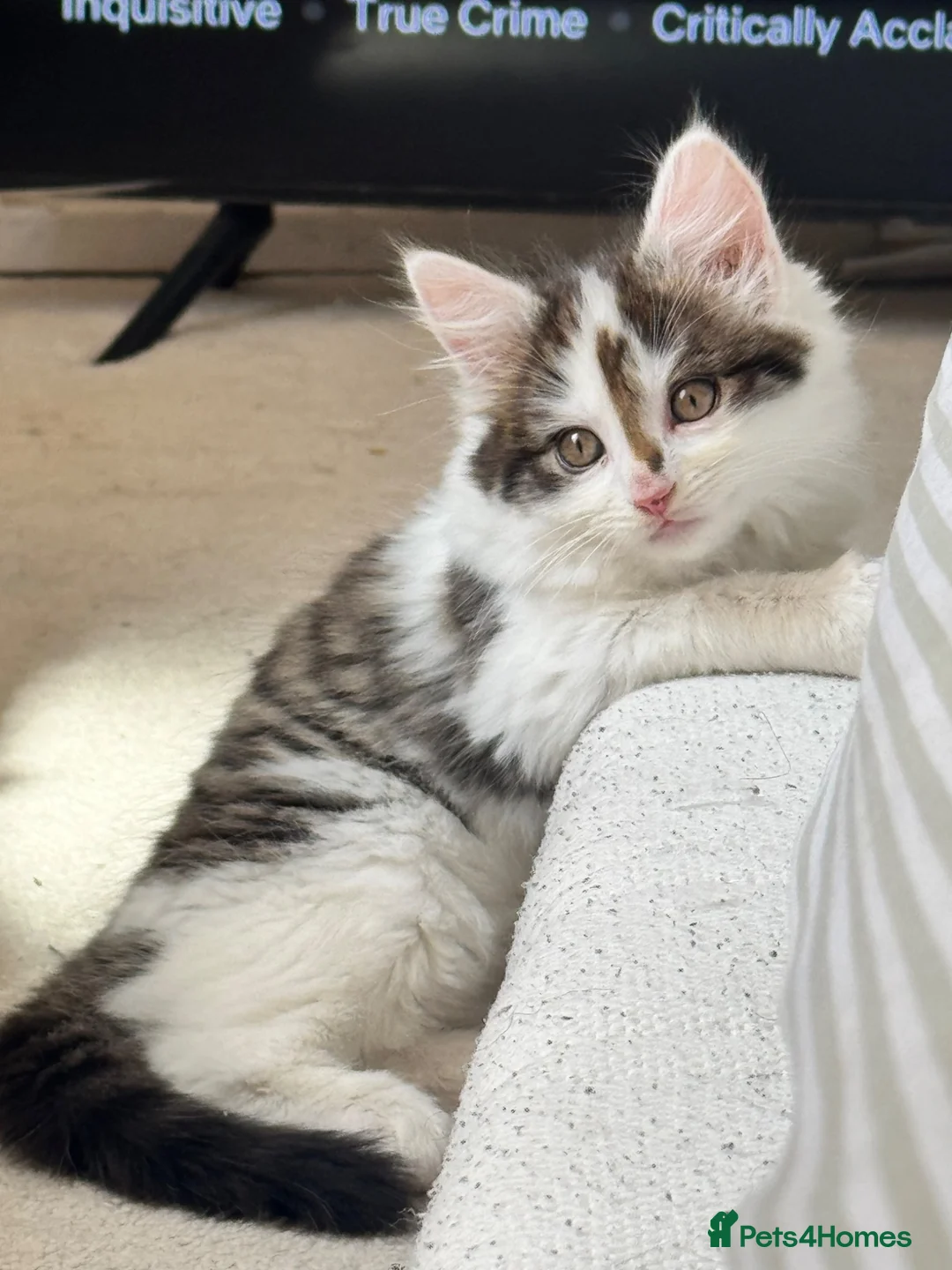 Mixed Breed cats for sale: 9 Week Old Kitten + Everything Included in London - Advert 1