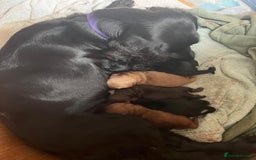 Cockapoo dogs for sale: F1b cockapoo puppies 3 boys 2 girls  - Image 2