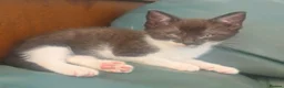 Mixed Breed cats for sale: Bsh cross kittens for sale in Llanidloes - Advert 2