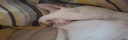 Oriental cats for sale: Adorable oriental kittens for sale - Advert 25