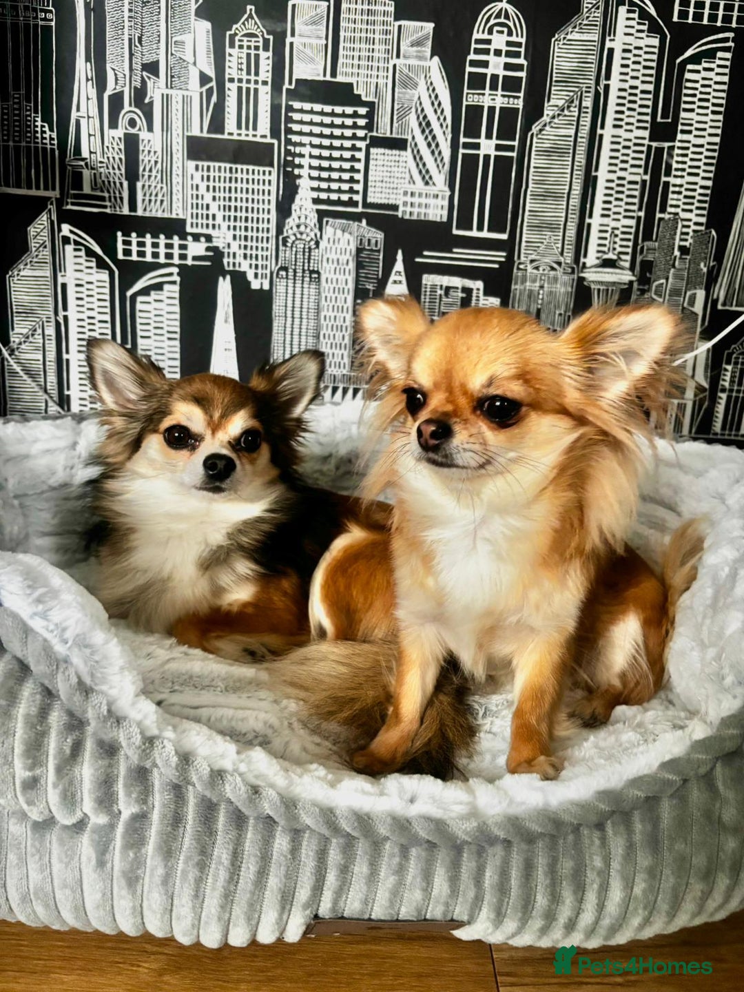 Chihuahua dogs for sale: long hair chihuahua - Advert 4