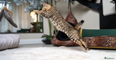 Bengal cats - Advert 7