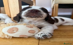 English Springer Spaniel dogs for sale: KENNEL CLUB Pedigree Springer Spaniel Puppies - Image 20