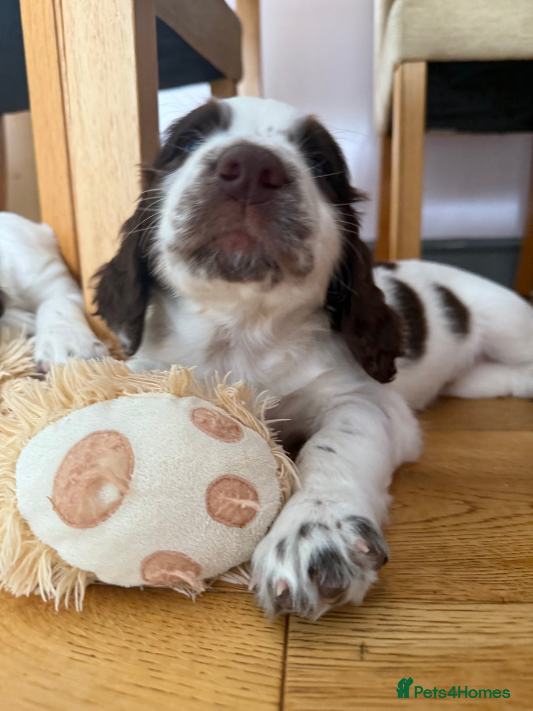 English Springer Spaniel dogs for sale: KENNEL CLUB Pedigree Springer Spaniel Puppies - Image 20