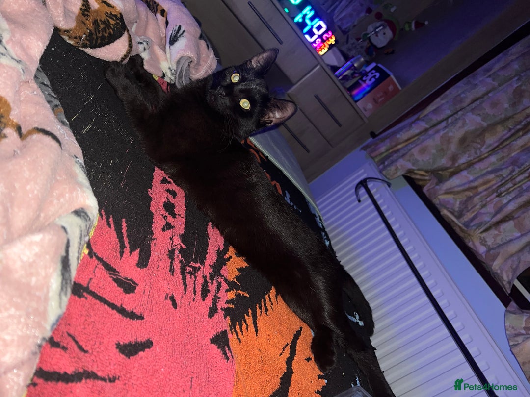 Mixed Breed cats for sale: A black cat - Image 4