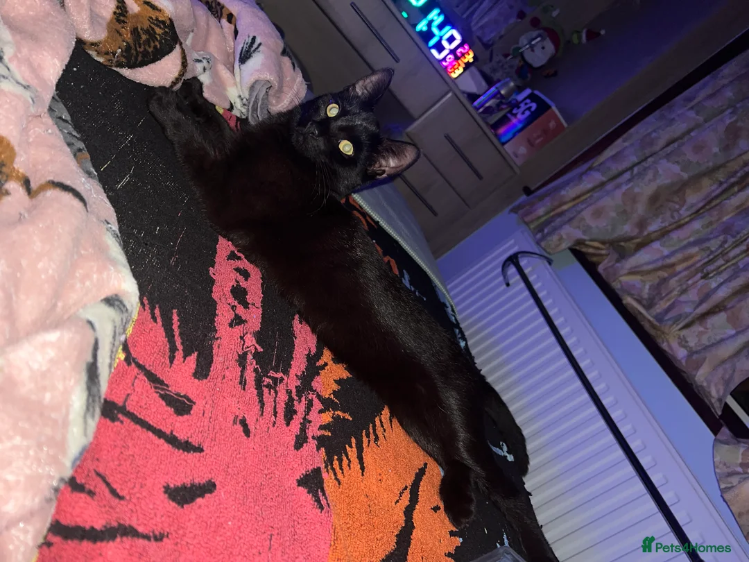 Mixed Breed cats for sale: A black cat - Advert 10