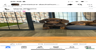 Miniature Dachshund dogs - Advert 3