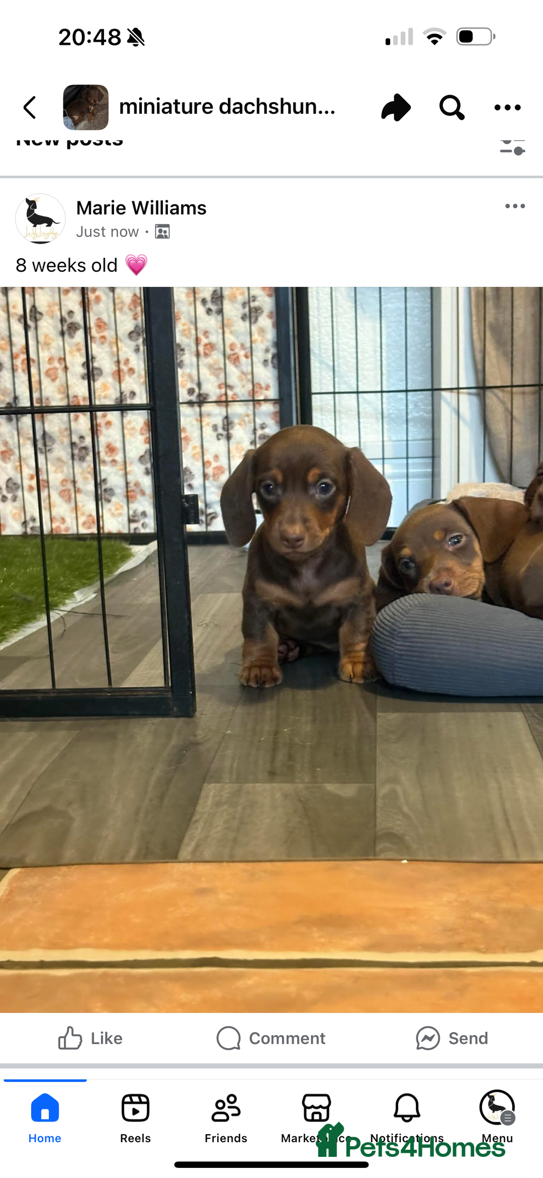 Miniature Dachshund dogs for sale: Chocolate dachshund girls  - Advert 4