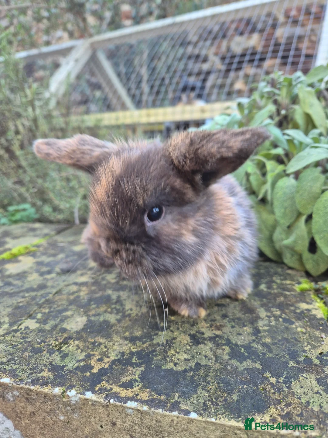 Mini Lop rabbits for sale: Mini Lops  - Advert 7