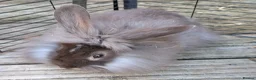 Mixed Breed rabbits for sale: Lionhead and Satin 12week old rabbits - Advert 8