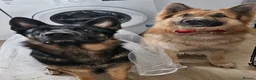 German Shepherd dogs for sale: German Shepherd Pups in Newcastle - Advert 17