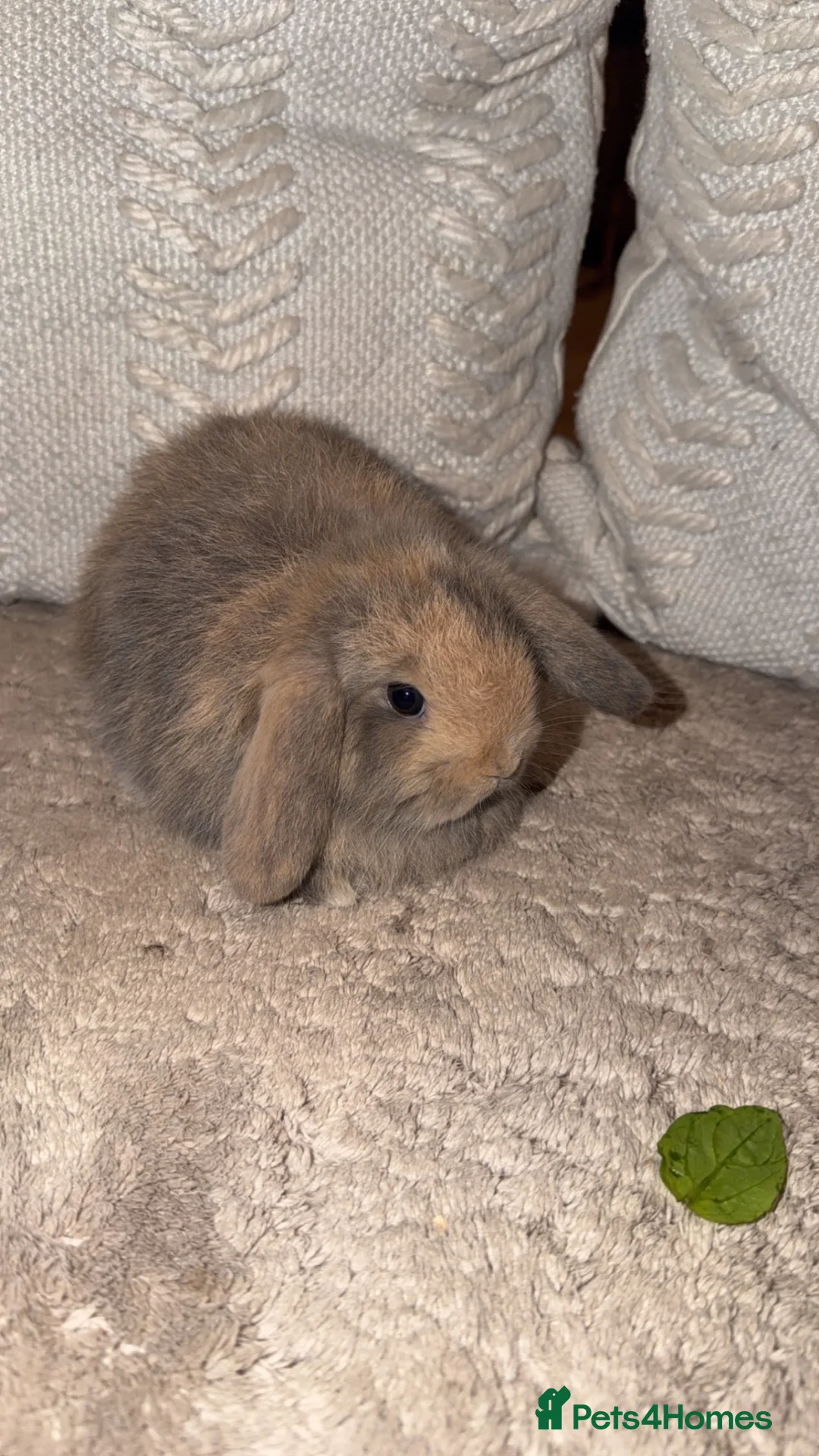 Mini Lop rabbits for sale: Mini lop bunnies - Advert 2