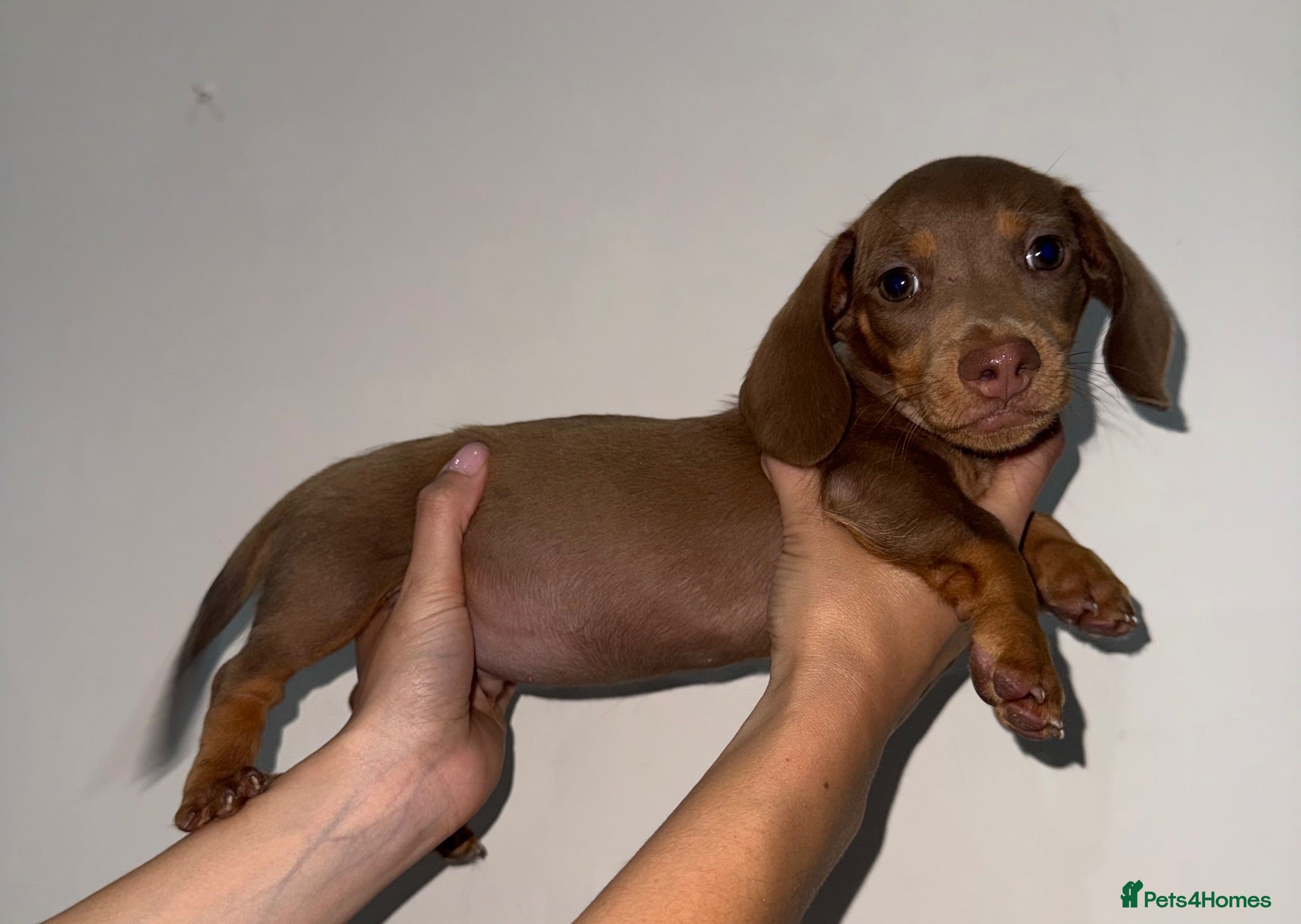 Miniature Dachshund dogs LAST MINIATURE DACHSHUND BOY - Advert 1