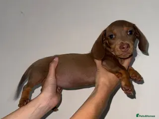 Miniature Dachshund dogs LAST MINIATURE DACHSHUND BOY - Advert 3