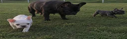 French Bulldog dogs for sale: Premium French Bulldog Puppies - Advert 3