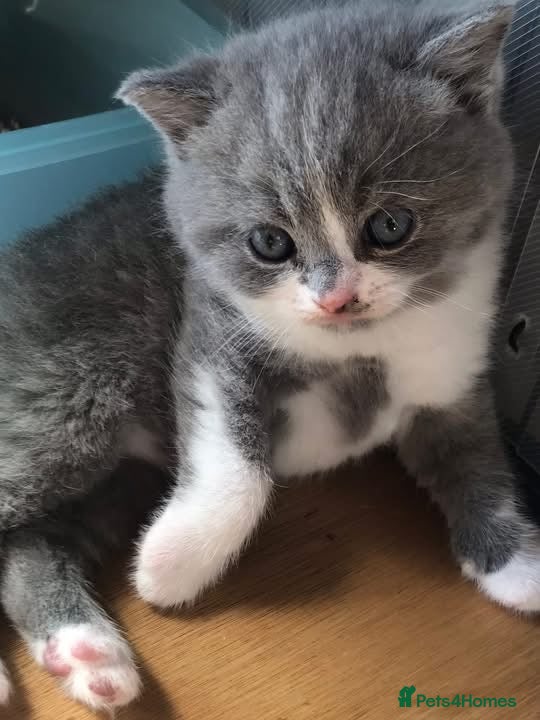 British Shorthair cats for sale: GCCF Registered Bi-colour Kitten - Advert 2