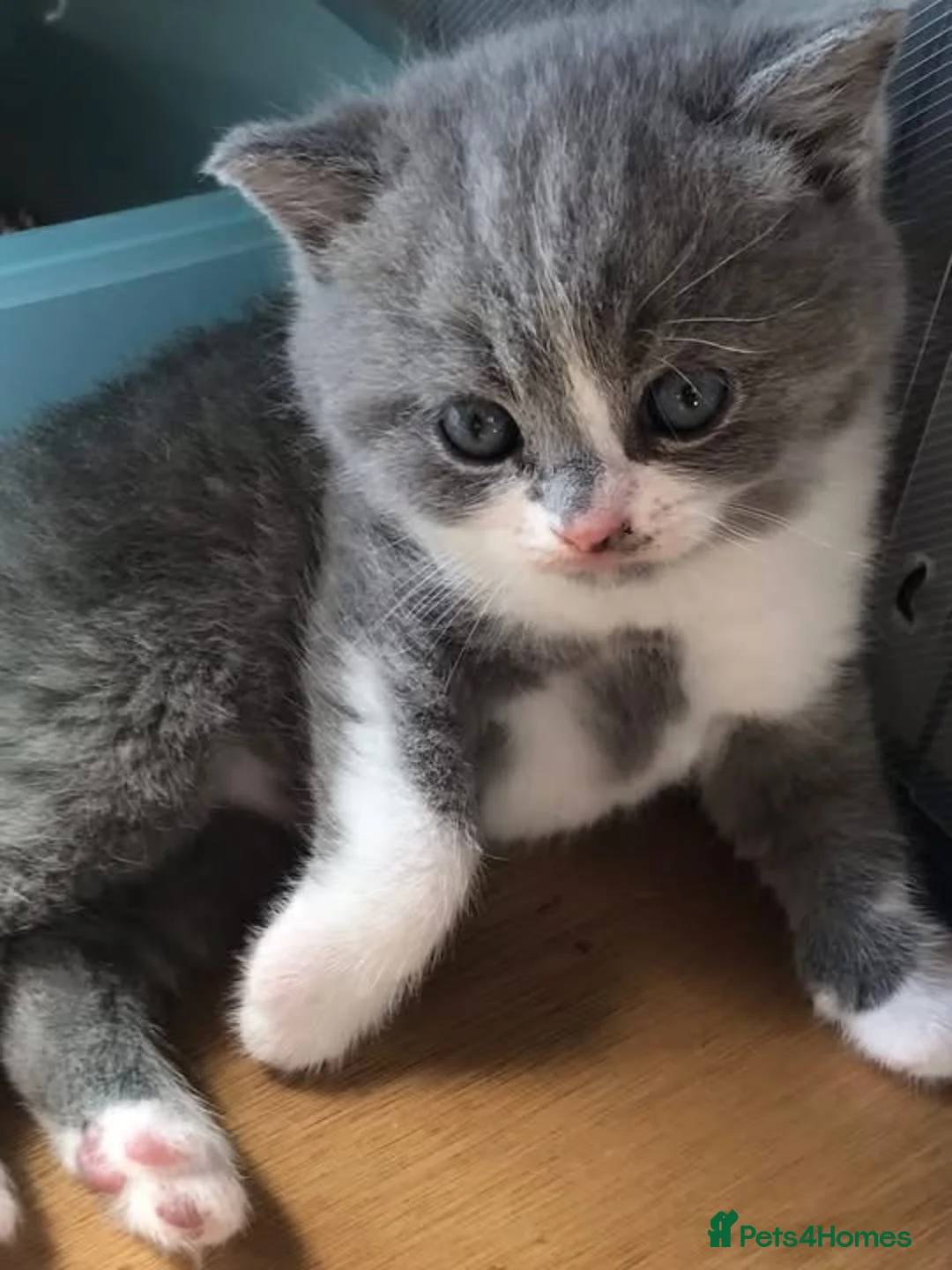 British Shorthair cats for sale: GCCF Registered Bi-colour Kitten - Advert 1