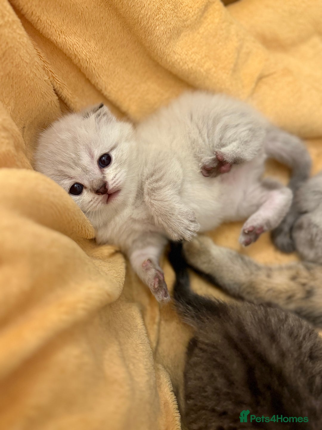 Scottish Fold cats for sale: Scottish Fold Kittens  - Advert 3