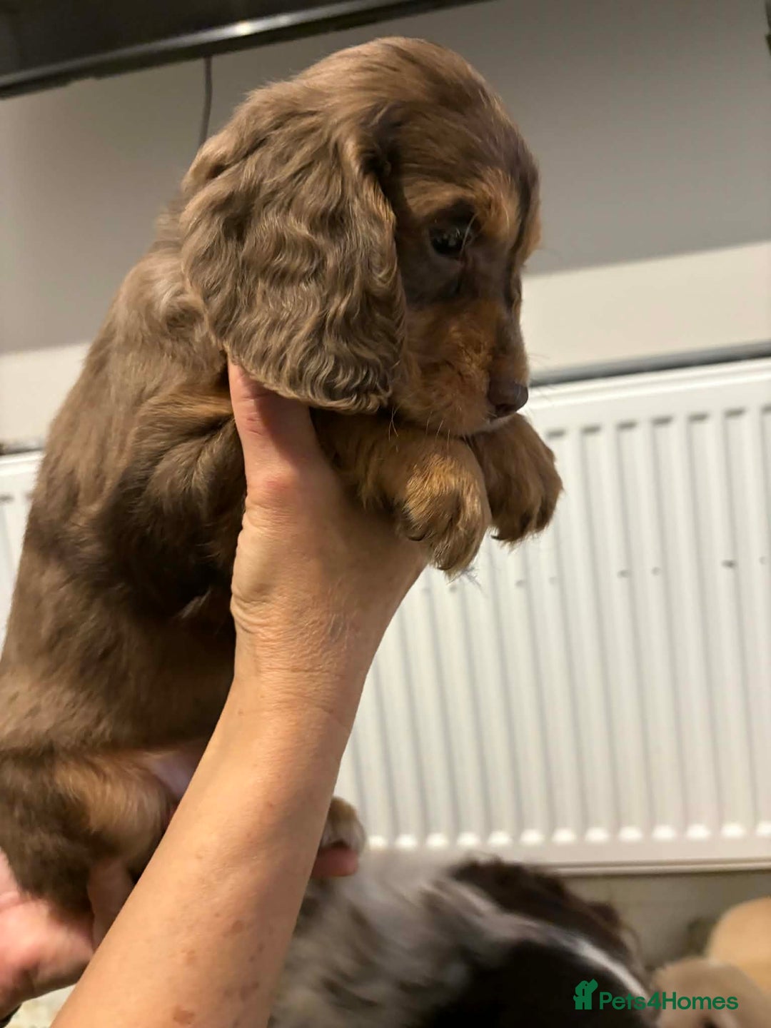 Cocker Spaniel dogs for sale: KC reg parents DNA health tested “show type”   - Advert 4