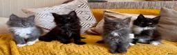 Maine Coon cats for sale: Exceptional TICA Pedigree Maine Coon Kittens - Advert 13
