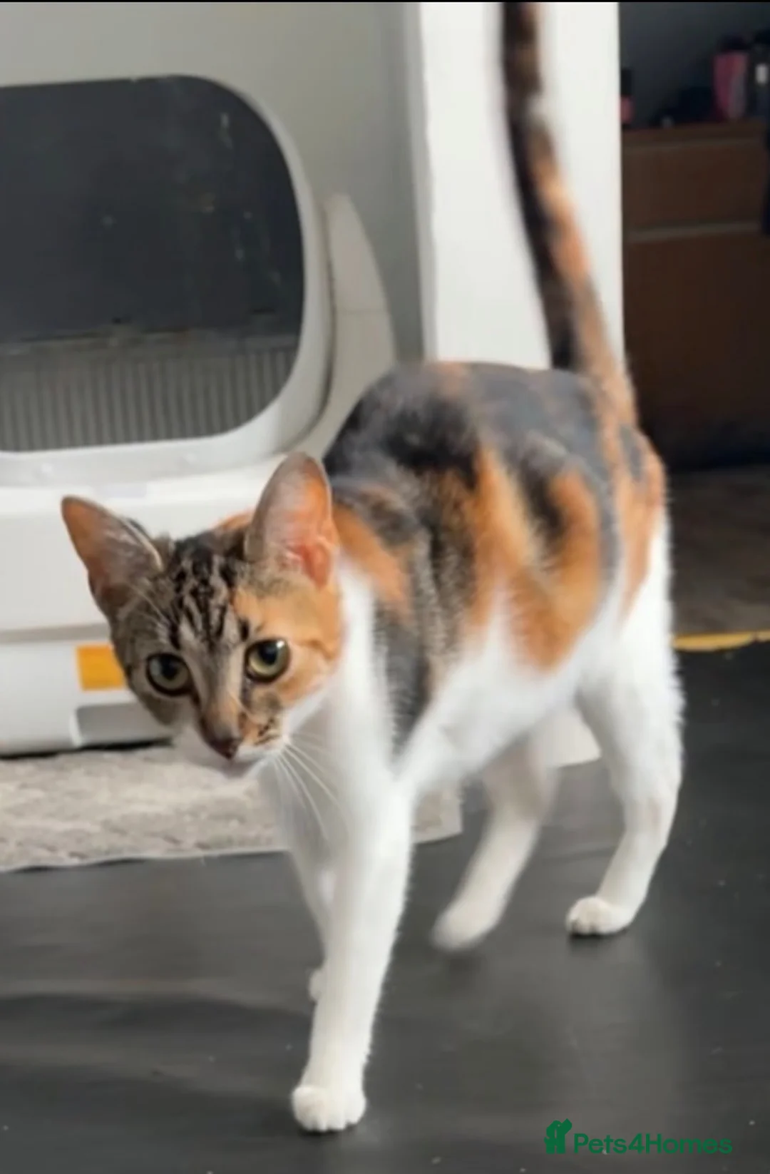 Mixed Breed cats for sale: Mixed breed kittens - Advert 1