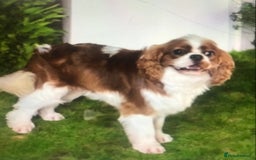 Cavapoo dogs for sale: DNA health tested F1 cavapoo BVA heart/eyes - Image 3