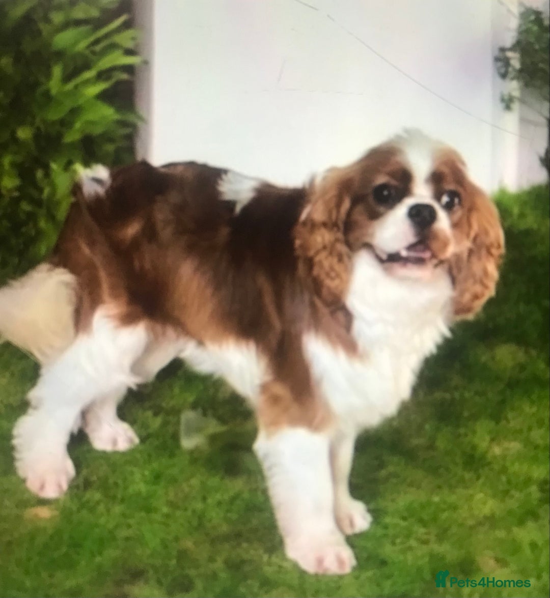 Cavapoo dogs for sale: DNA health tested F1 cavapoo BVA heart/eyes - Image 3