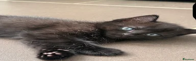 Mixed Breed 2