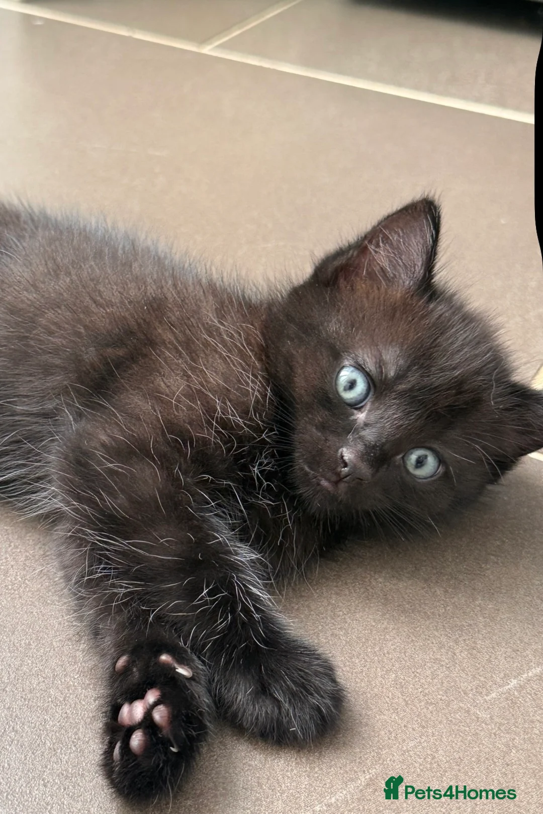 Mixed Breed cats for sale: Ragdoll mixed kittens  - Advert 2