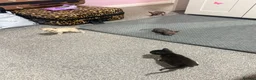 Sphynx cats for sale: Stunning litter of Sphynx kittens (hairless & fur) - Advert 9