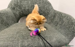 British Longhair cats for sale: Golden and Blue golden British longhairs - Image 11