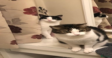 Mixed Breed cats - Advert 4