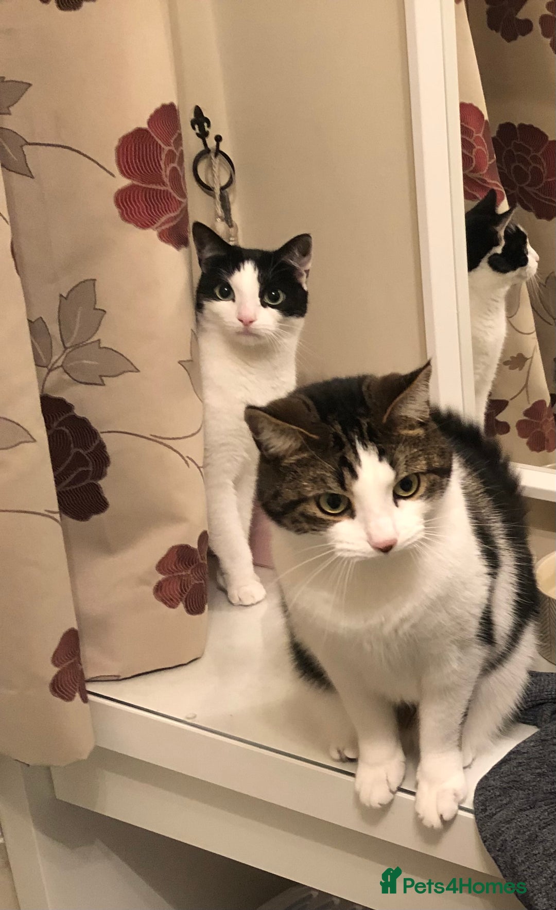Mixed Breed cats for sale: Loving Bonded Pair of Cats Looking for a New Home - Image 2