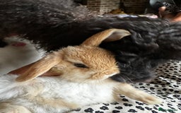 Mini Lop rabbits for sale: Mini lop baby bunnies, show parents - Image 10