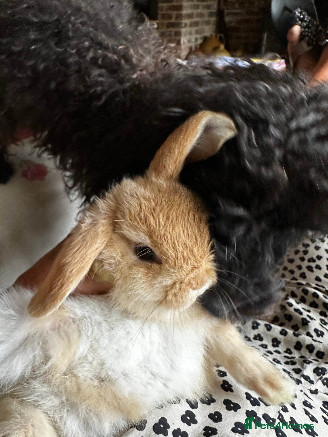 Mini Lop rabbits for sale: Mini lop baby bunnies, show parents - Image 10
