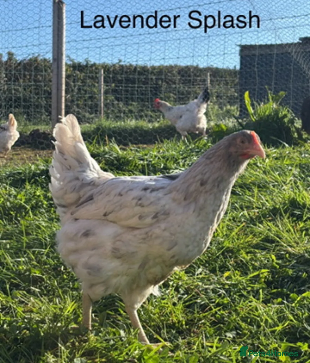 Chickens poultry for sale: Point of Lay Hybirds for Sale! 🐓 🥚  - Advert 12