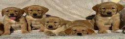 Labrador Retriever dogs for sale: Beautiful litter of KC reg Labrador puppies  - Advert 3